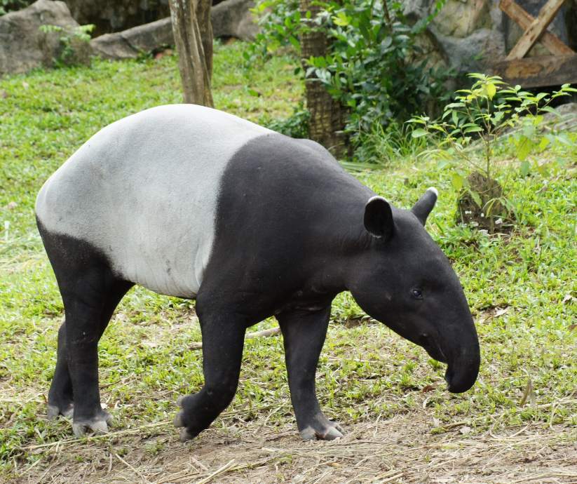 Malayian tapir- created on Canva