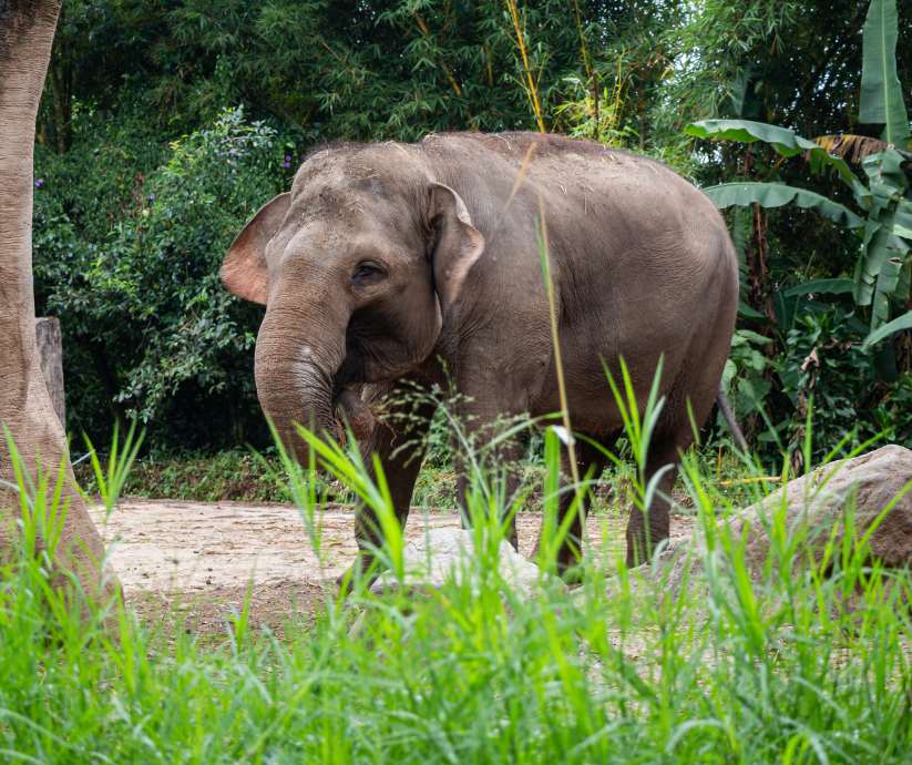Sumatran elephant- created using Canva