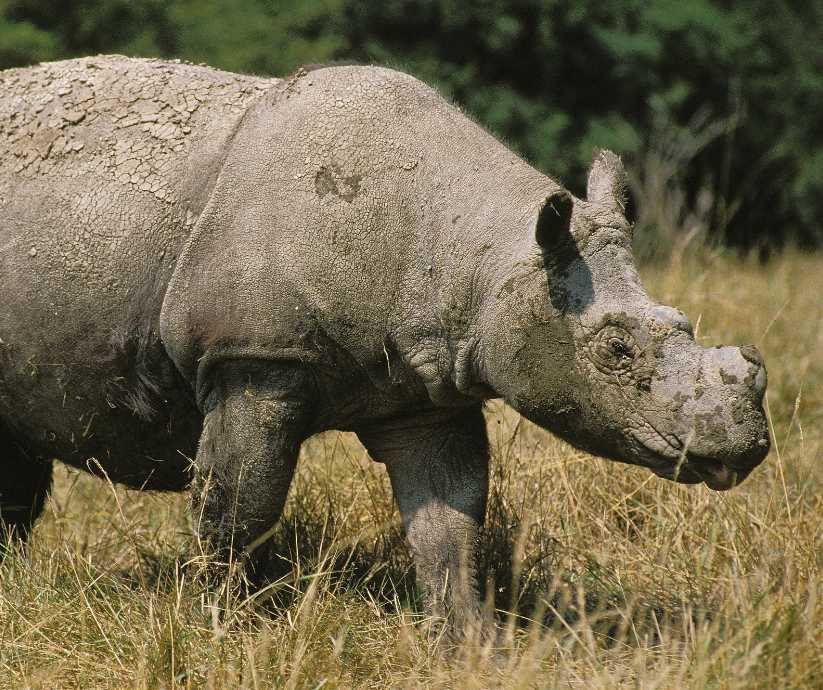 Sumatran rhinoceros- Created with Canva