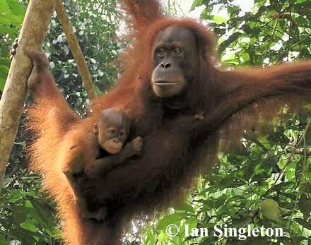Sumatran female and offspring