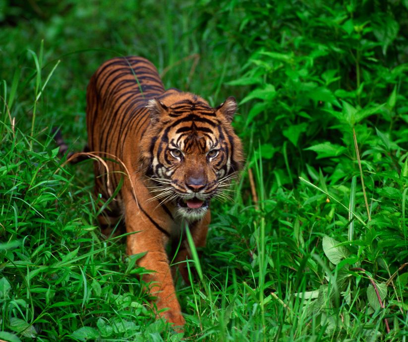 Sumatran tiger- created on Canva