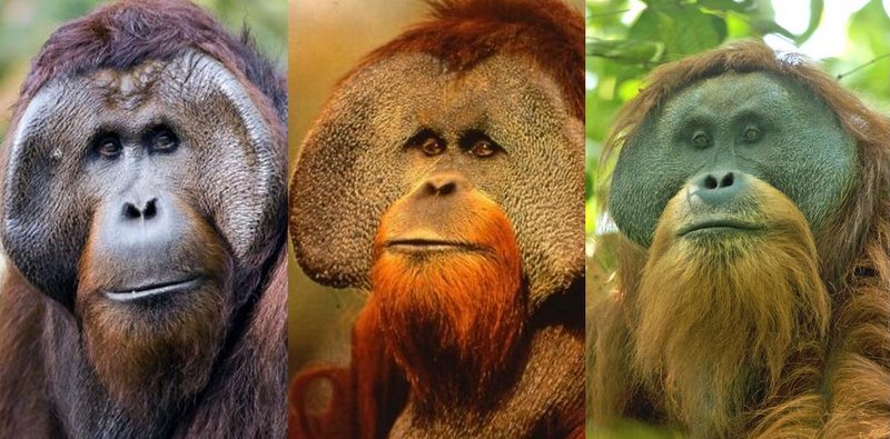 Three species of orangutans