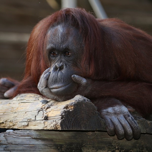 pensive orangutan