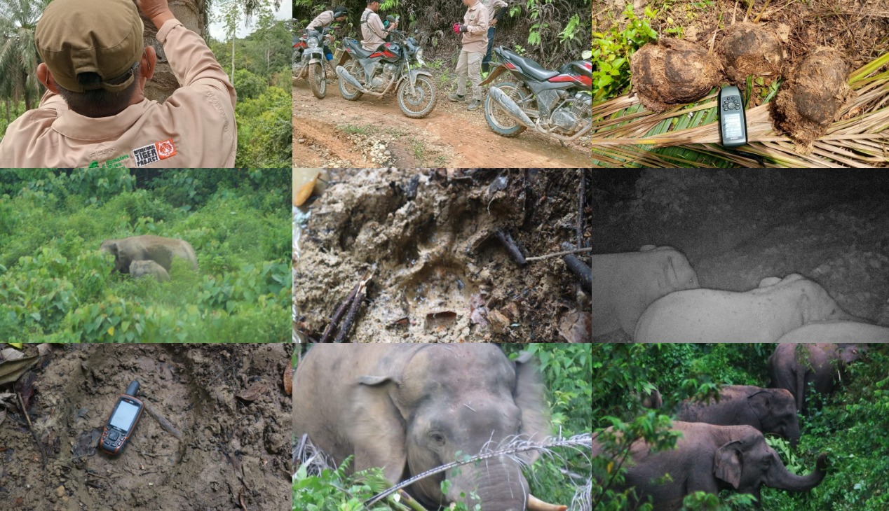 wildlife conflict mitigation collage