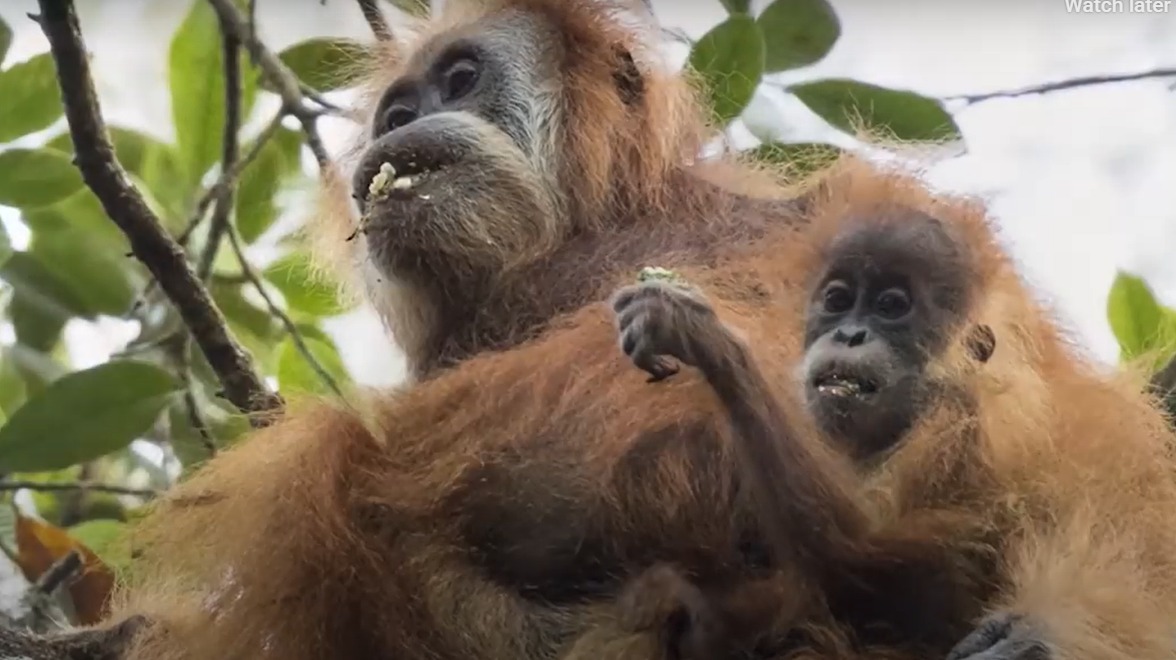 Tapanuli orangutan and offspring