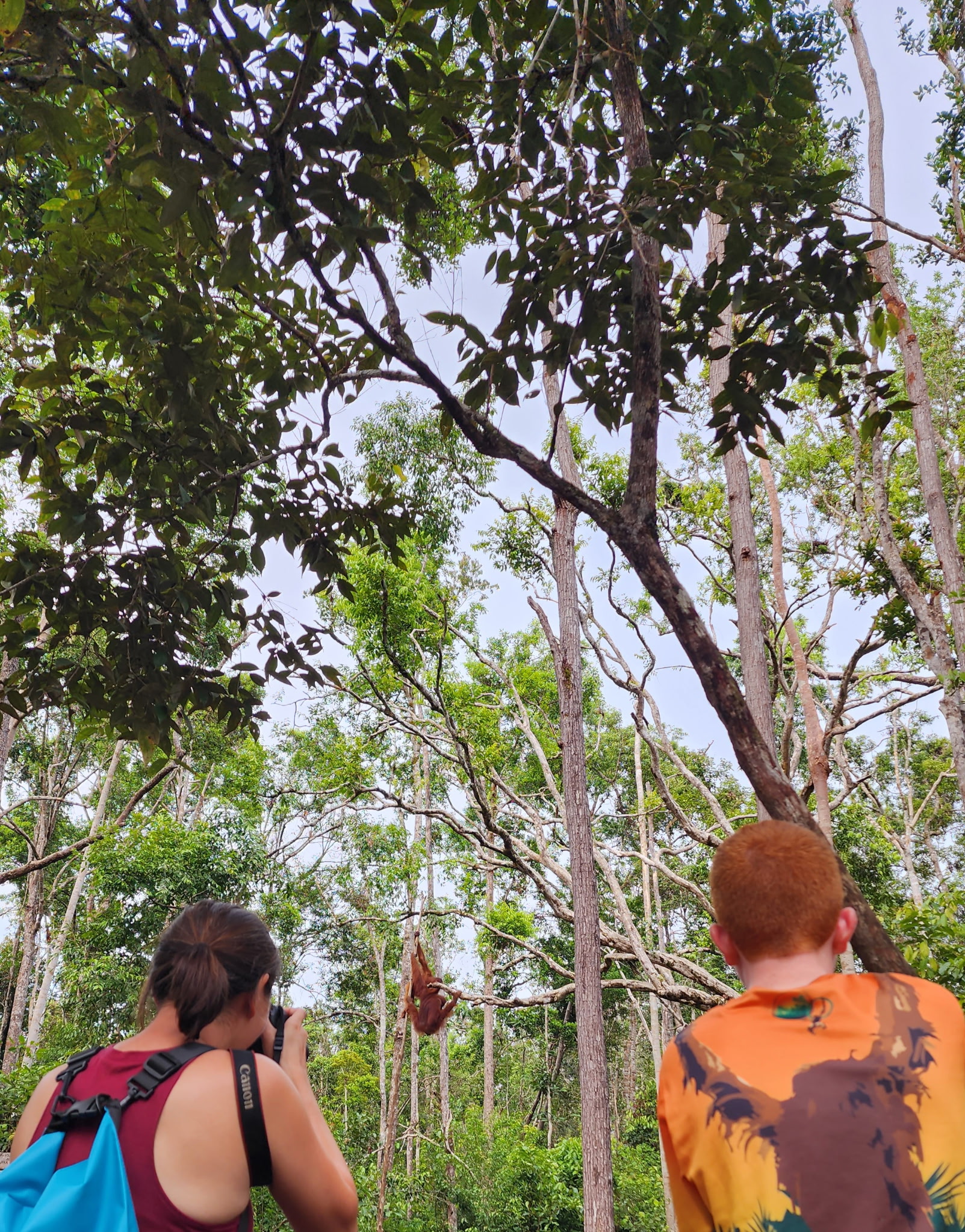 Orangutan in the tree