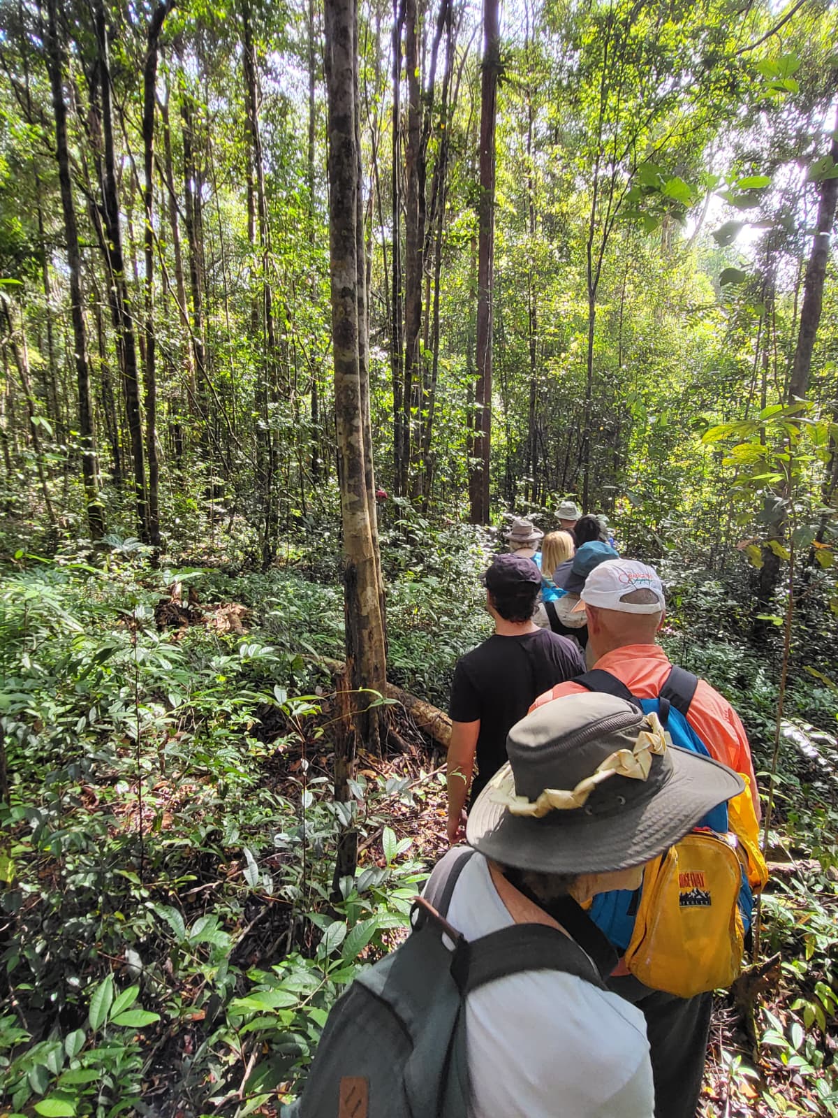 Trekking into forests