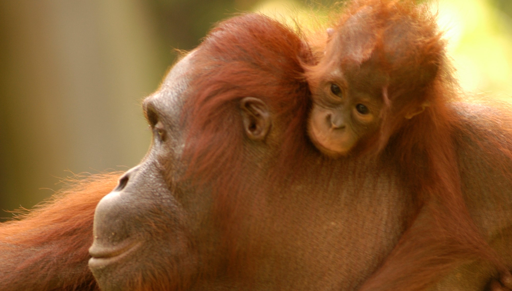 OUR Mission - Orang Utan Republik Foundation