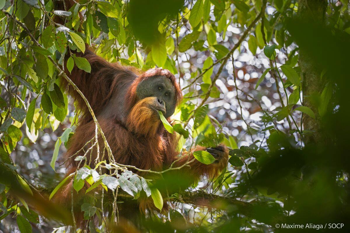 Tapanuli orangutan